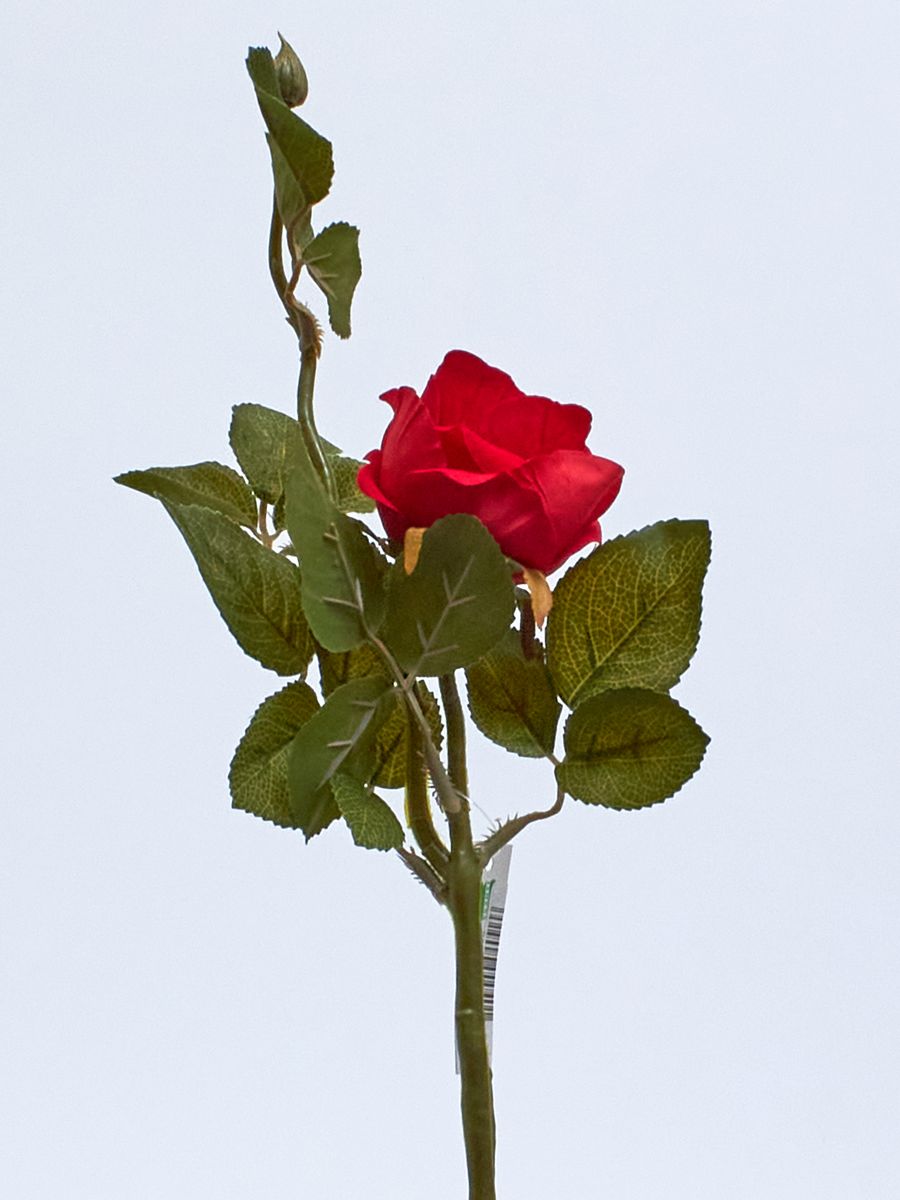 Роза 131578  Интернет-магазин Feron Flower 