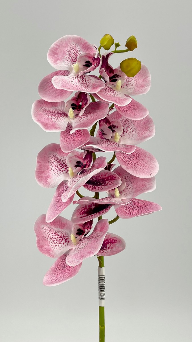 Орхидея 373729  Интернет-магазин Feron Flower 