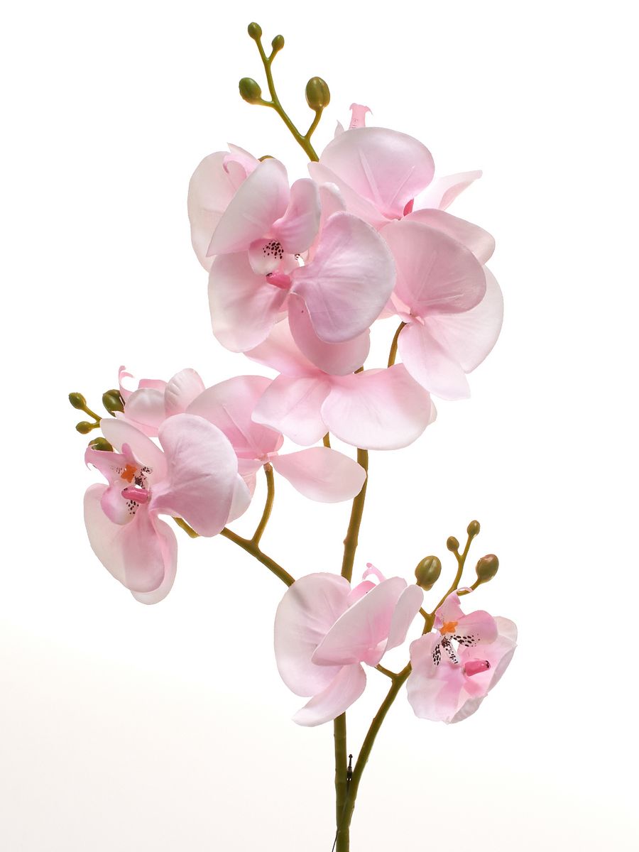Орхидея SUN008  Интернет-магазин Feron Flower 