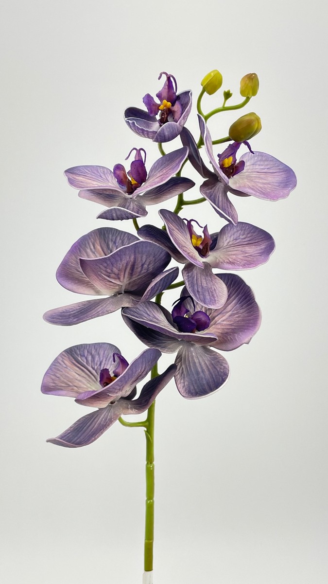 Орхидея 154148  Интернет-магазин Feron Flower 
