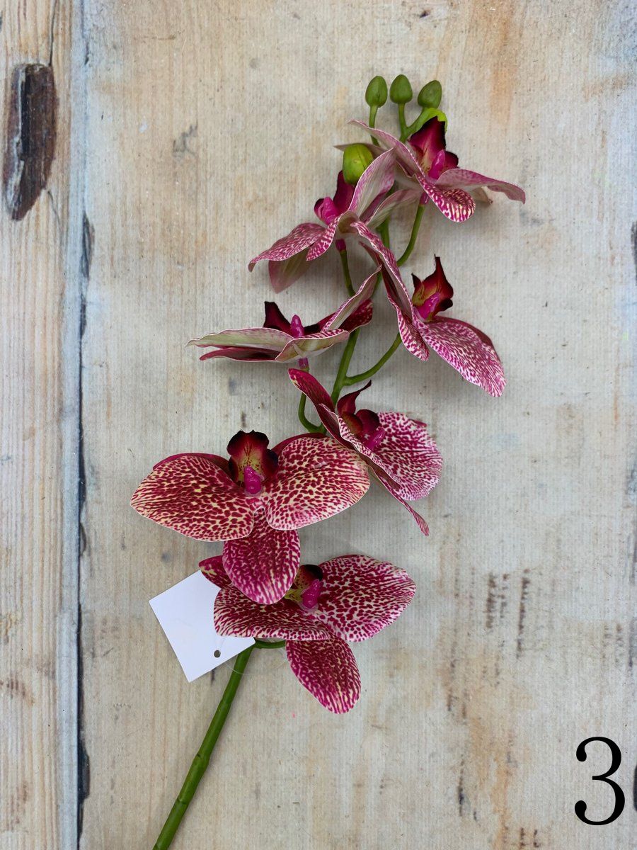 Орхидея GL03355  Интернет-магазин Feron Flower 