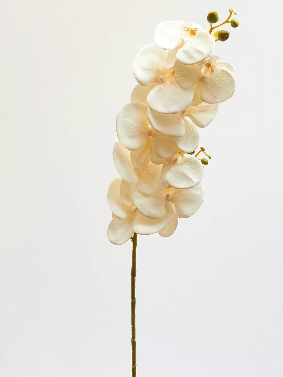 Орхидея BA0251  Интернет-магазин Feron Flower 