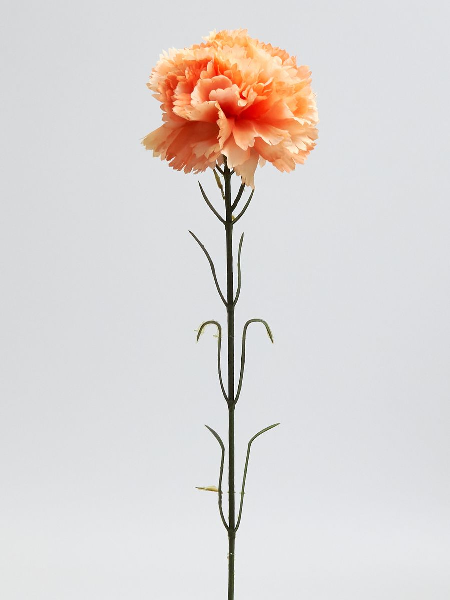 Гвоздика K396  Интернет-магазин Feron Flower 