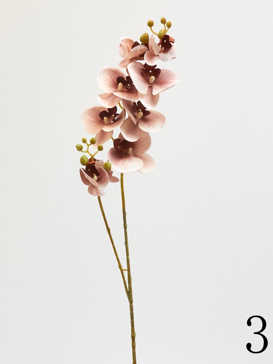 Орхидея 210153  Интернет-магазин Feron Flower 