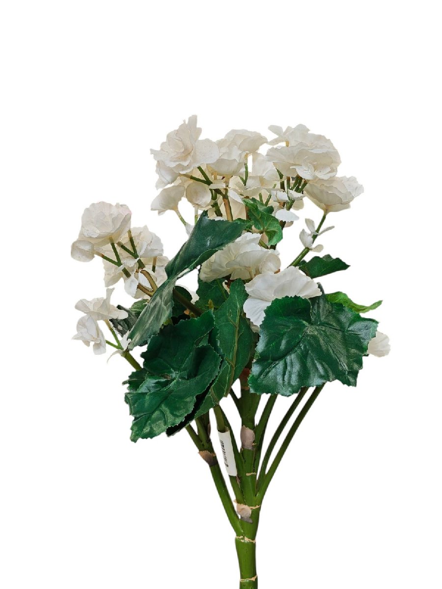 Бегония 5304  Интернет-магазин Feron Flower 