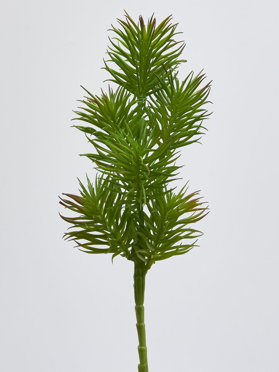 Суккулент 22KL213  Интернет-магазин Feron Flower 