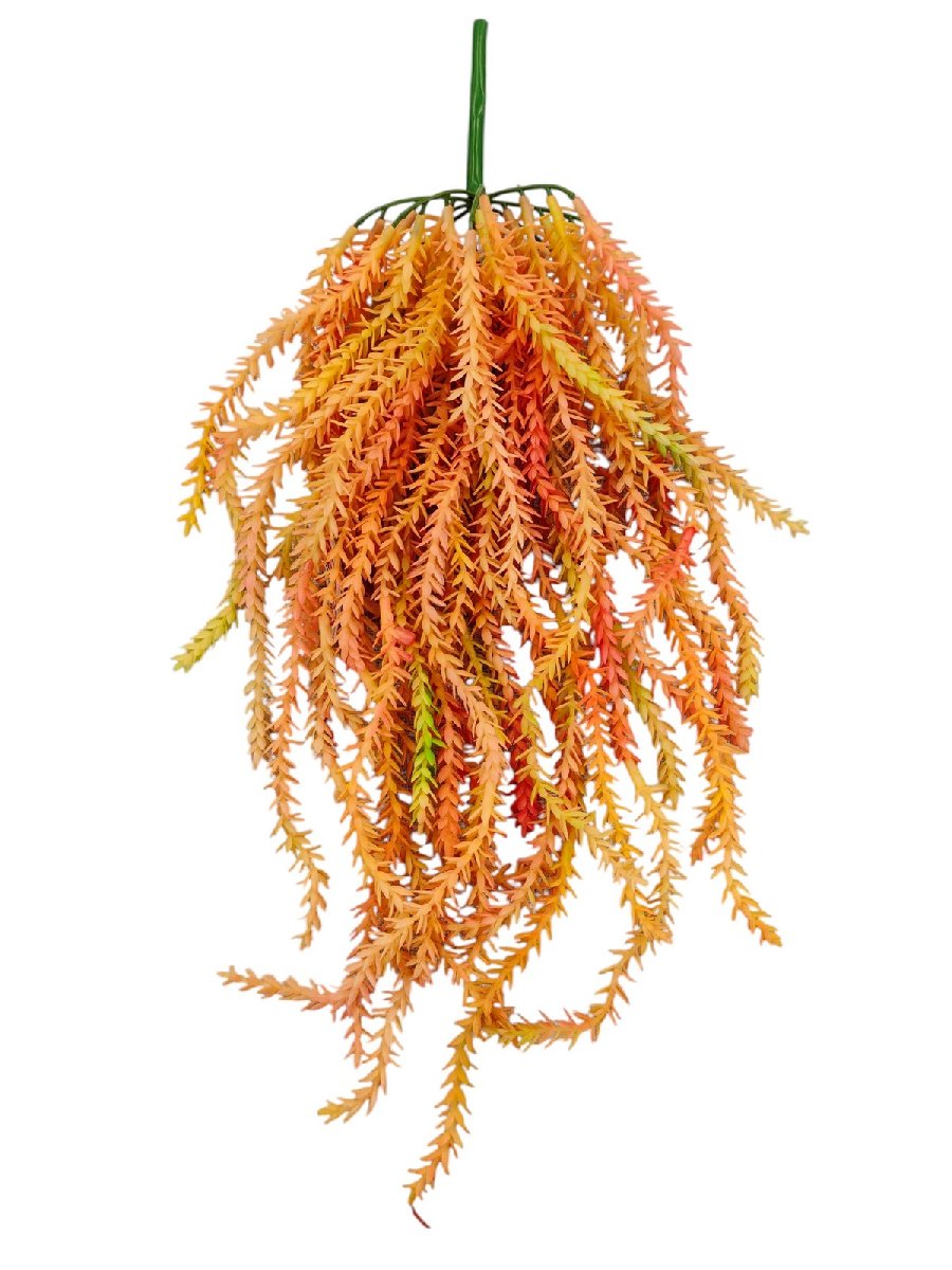 Суккулент 188CAN1859  Интернет-магазин Feron Flower 
