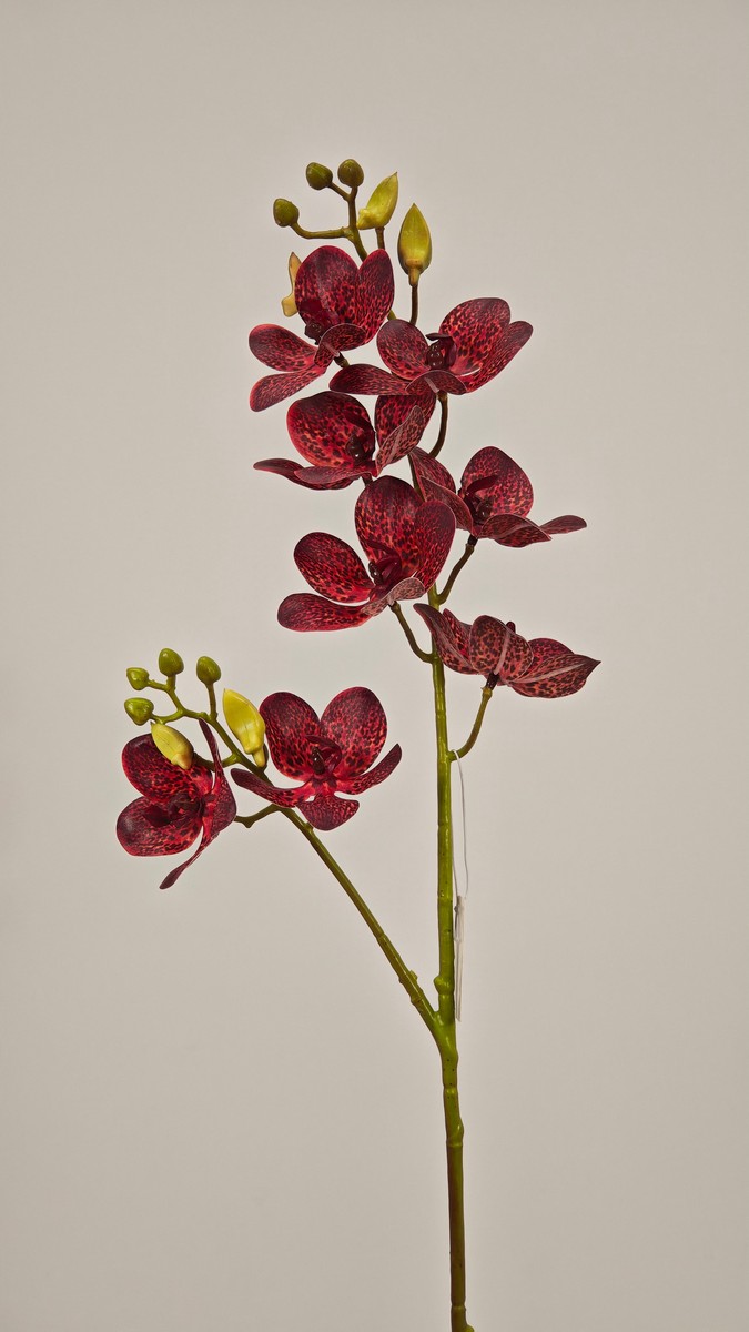 Орхидея REN-226 красный   Интернет-магазин Feron Flower 