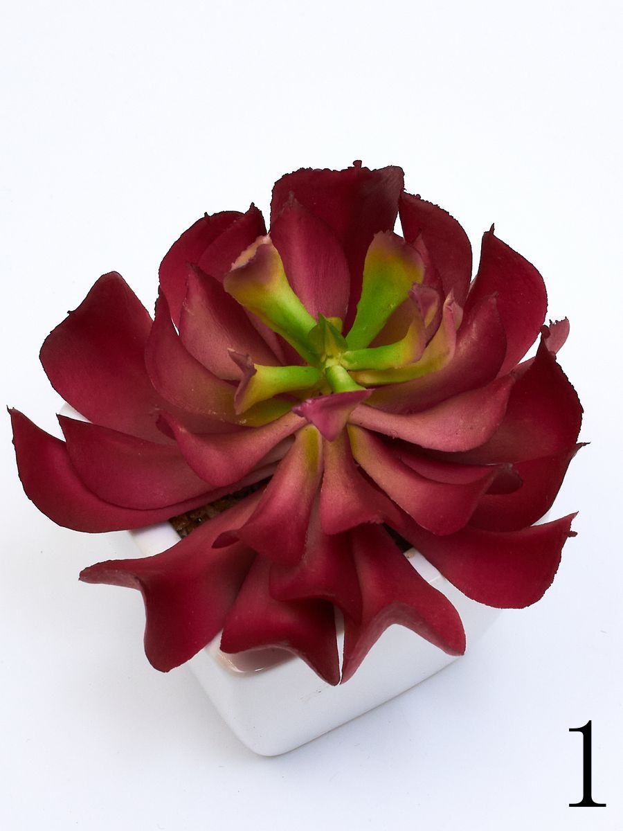 Суккулент ART17771  Интернет-магазин Feron Flower 
