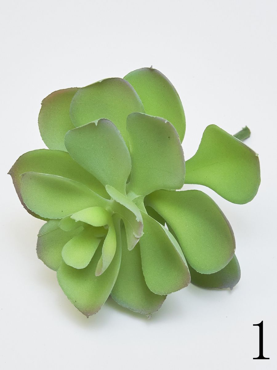 Суккулент 22KW733  Интернет-магазин Feron Flower 