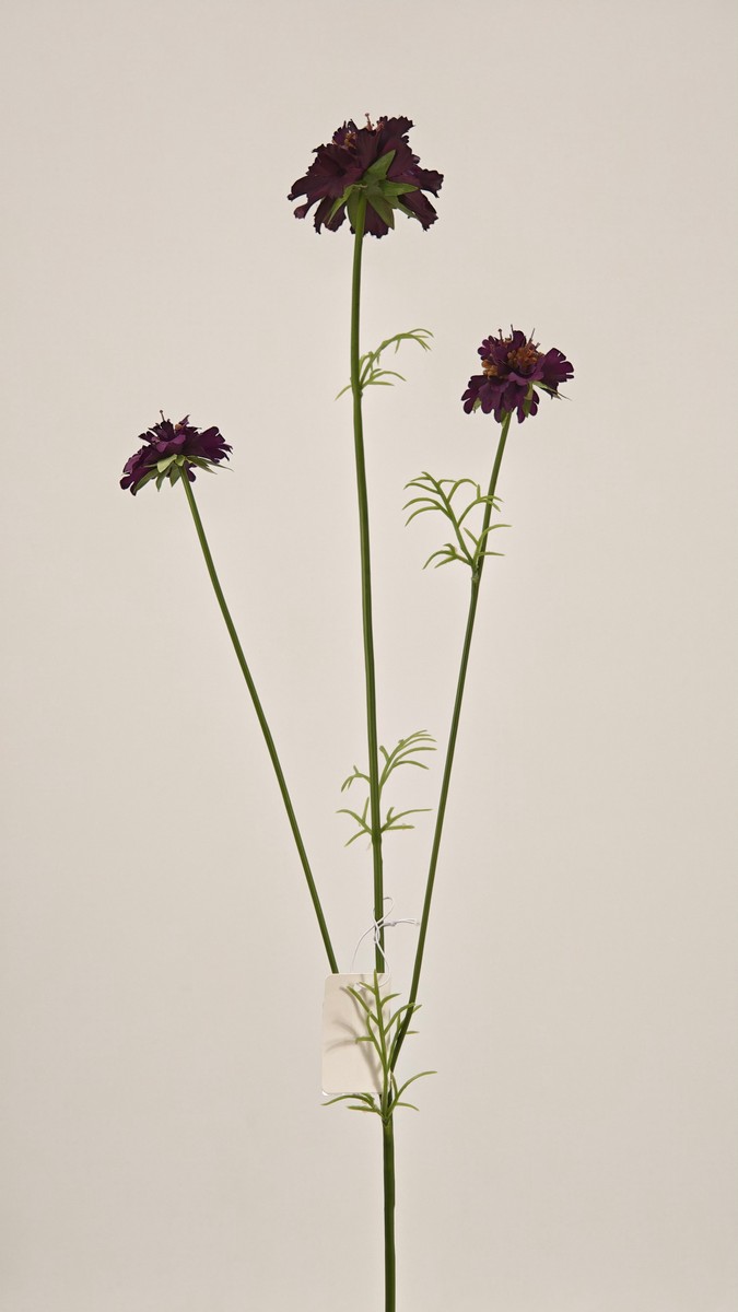Скабиоза REN-235 фиолет   Интернет-магазин Feron Flower 