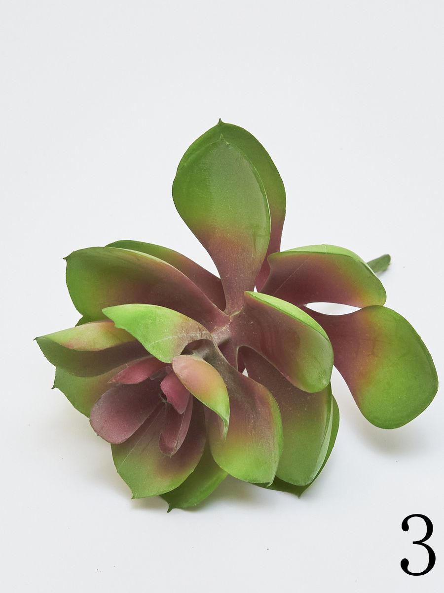 Суккулент 22KW733  Интернет-магазин Feron Flower 