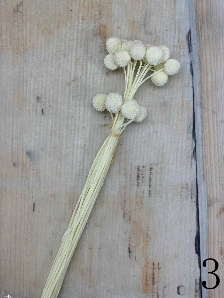 Краспедия сухоцвет 20 шт.  Интернет-магазин Feron Flower 