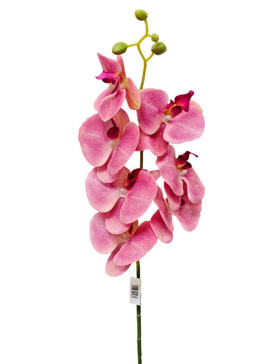 Орхидея ZB019  Интернет-магазин Feron Flower 