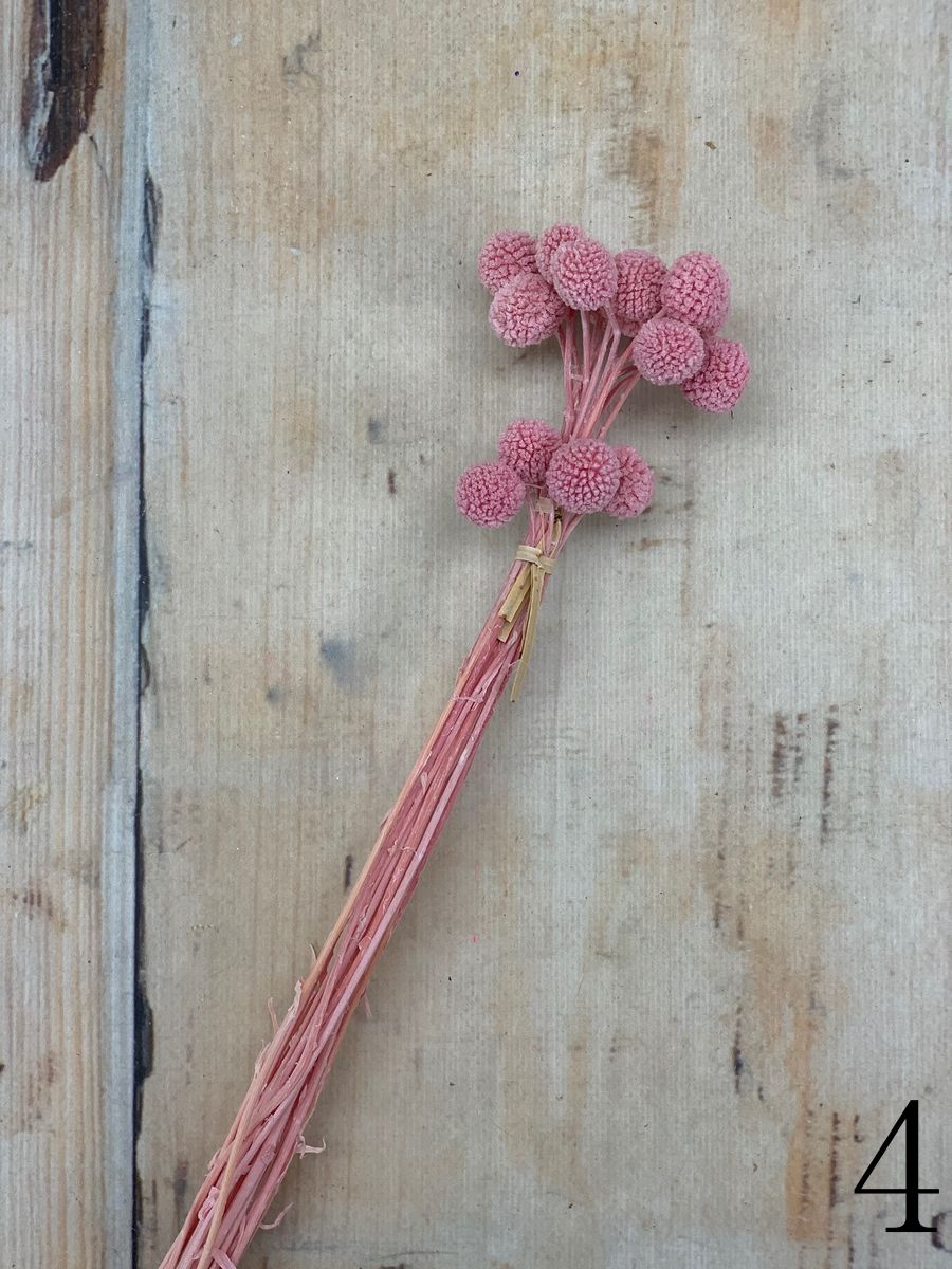 Краспедия сухоцвет 20 шт.  Интернет-магазин Feron Flower 