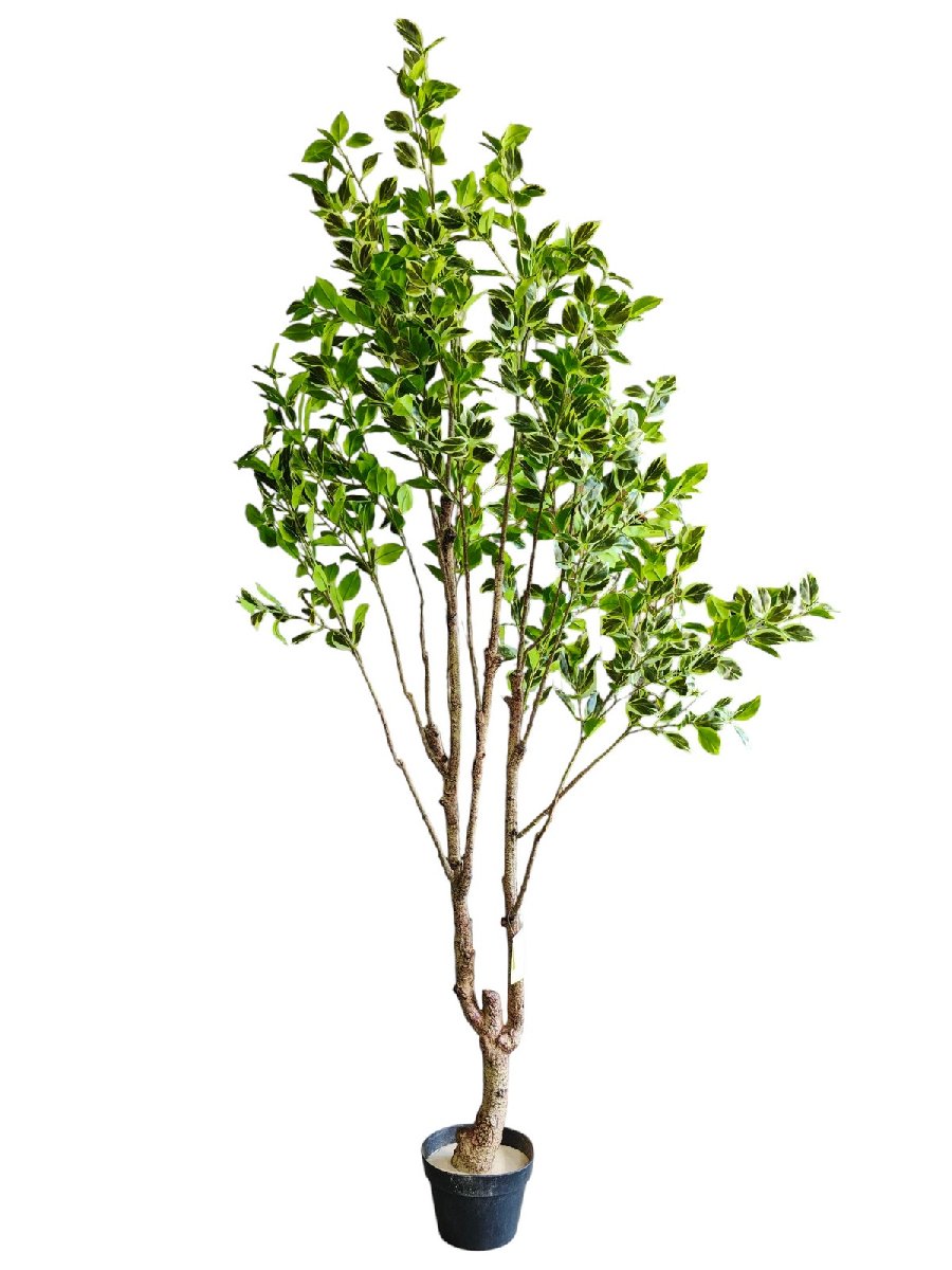 Фикус 9259-1332  Интернет-магазин Feron Flower 