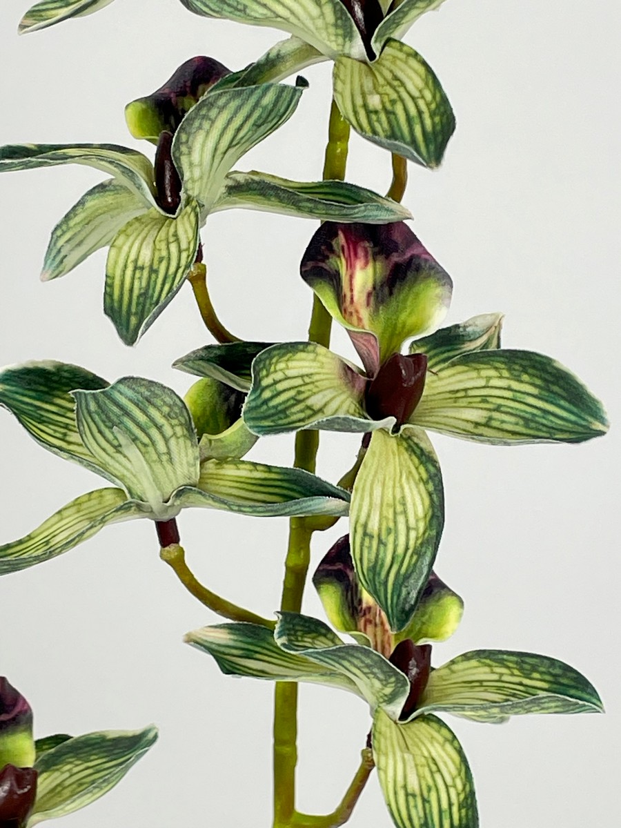 Орхидея PIO-116  Интернет-магазин Feron Flower 