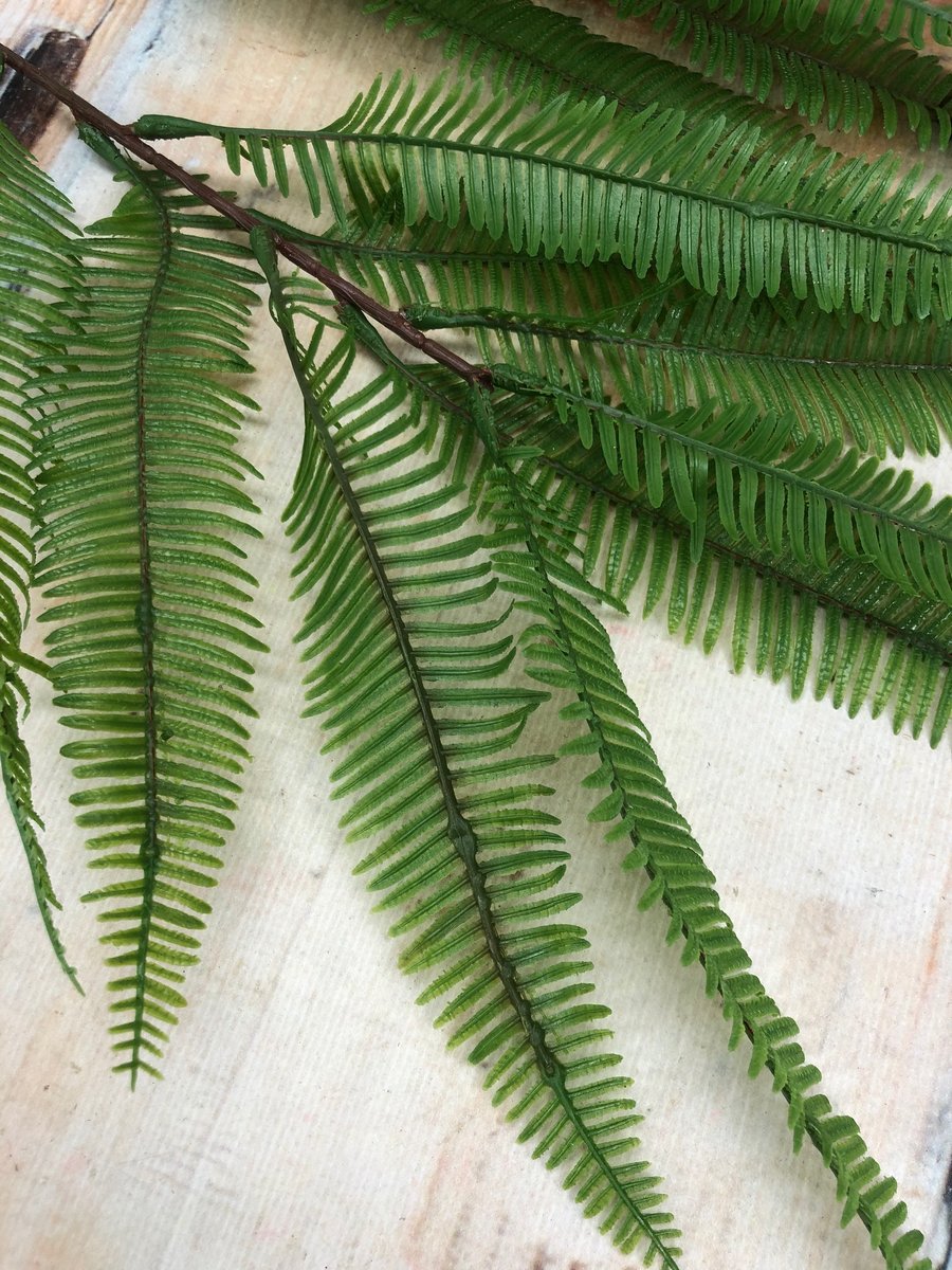 Папоротник PUK1003  Интернет-магазин Feron Flower 