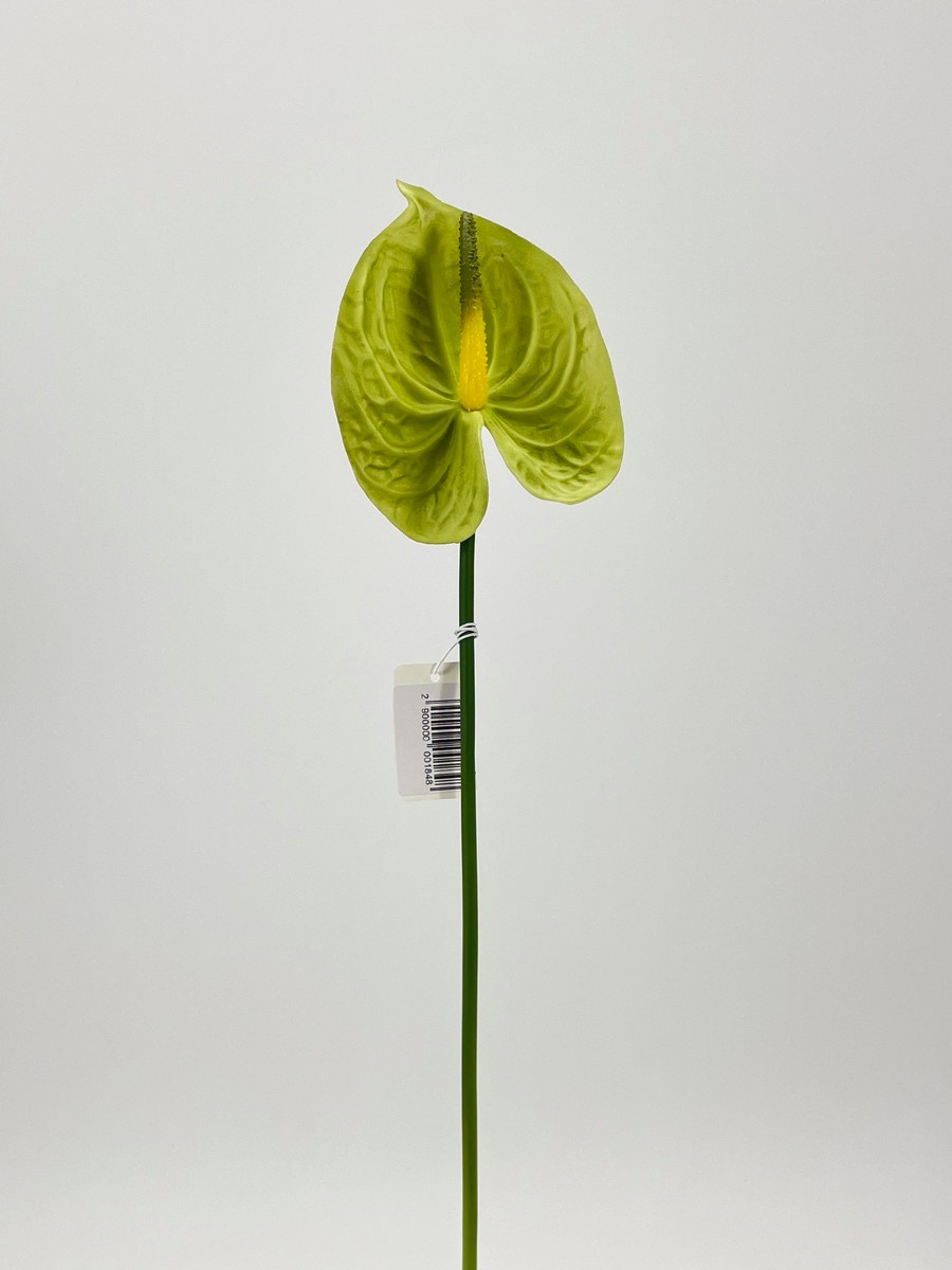 Антуриум REN-208 зеленый   Интернет-магазин Feron Flower 