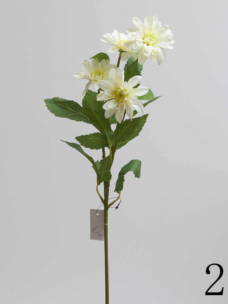Хризантема SUN669  Интернет-магазин Feron Flower 