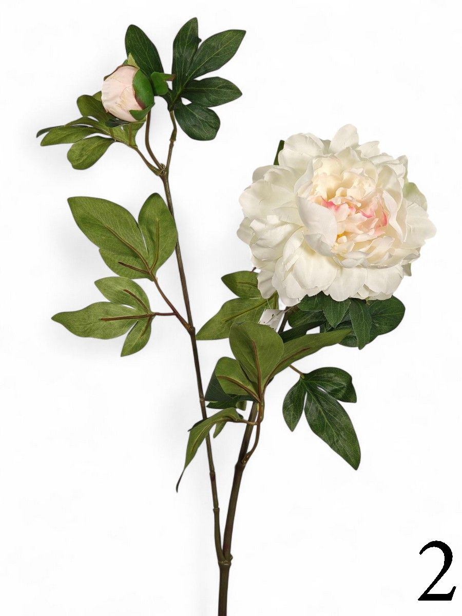 Пион FL-QH036  Интернет-магазин Feron Flower 