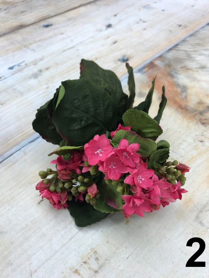 Каланхоэ 188CAN88180  Интернет-магазин Feron Flower 