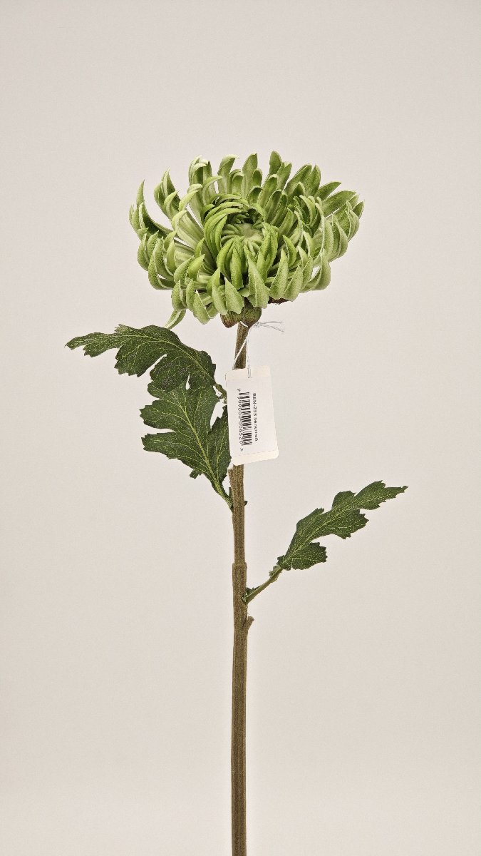 Хризантема REN-233 зеленый   Интернет-магазин Feron Flower 