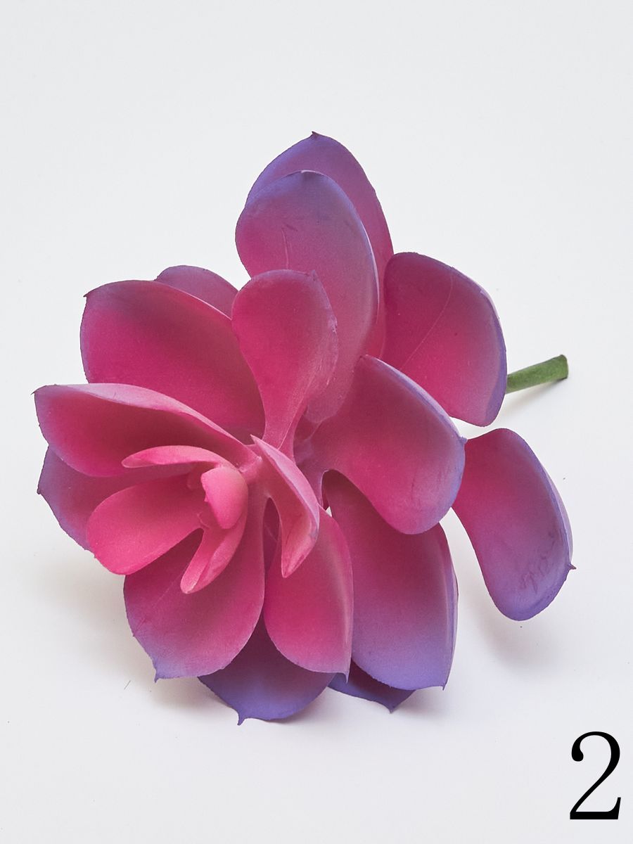 Суккулент 22KW733  Интернет-магазин Feron Flower 