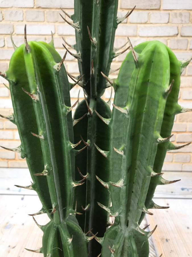 Кактус DON03353  Интернет-магазин Feron Flower 