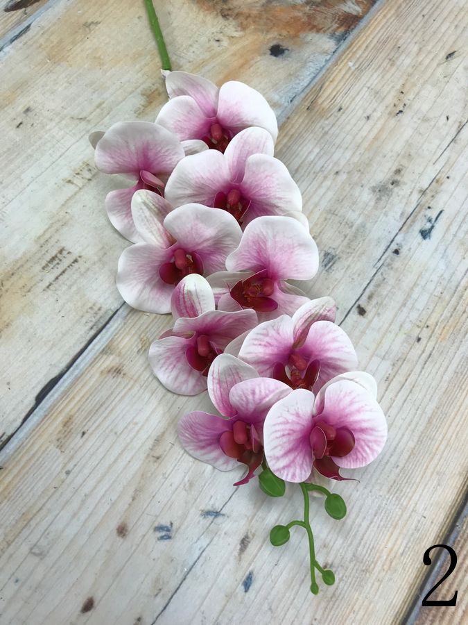 Орхидея GK186  Интернет-магазин Feron Flower 