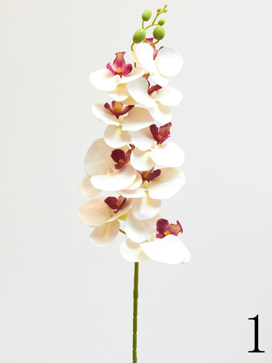 Орхидея ERA1012  Интернет-магазин Feron Flower 