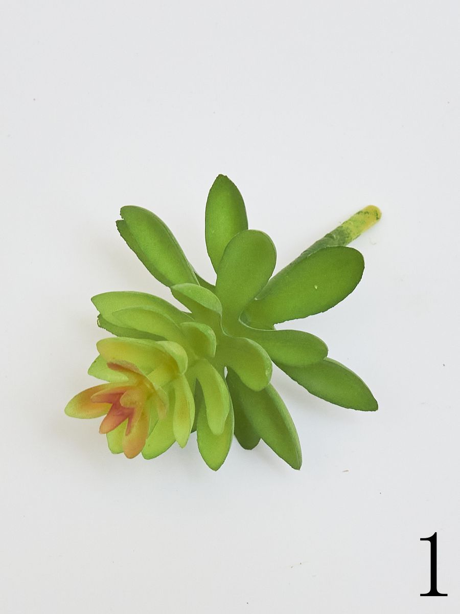 Суккулент 22KW730  Интернет-магазин Feron Flower 