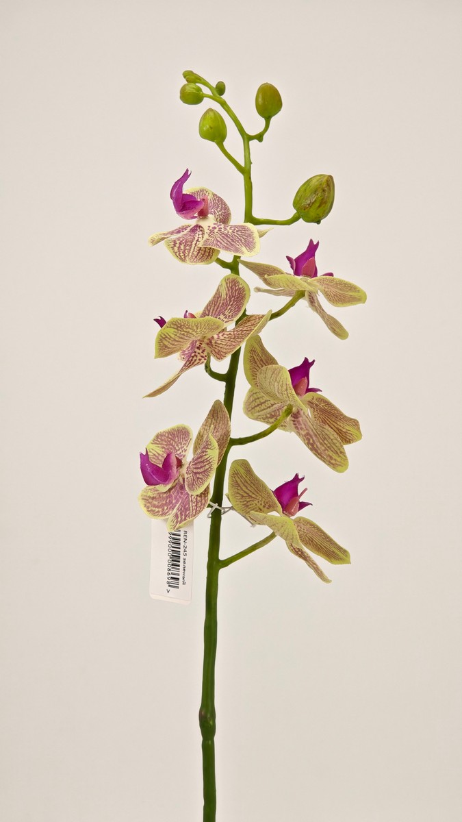 Орхидея REN-245 зеленый   Интернет-магазин Feron Flower 