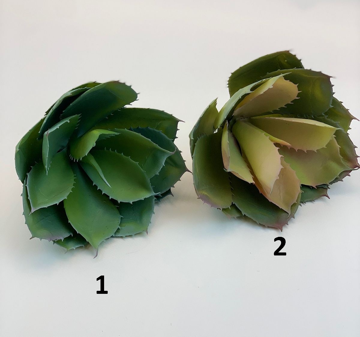 Суккулент YD231  Интернет-магазин Feron Flower 