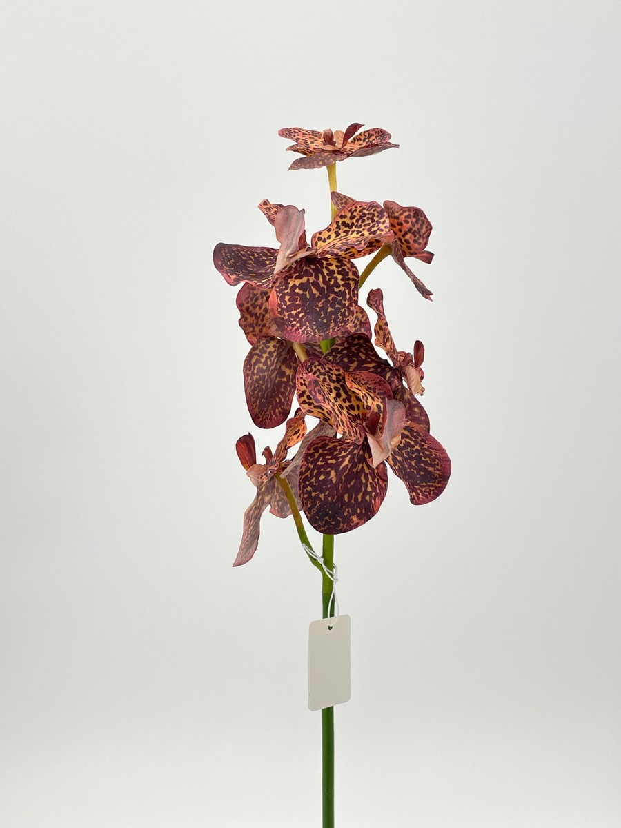 Орхидея REN-204 коричневый   Интернет-магазин Feron Flower 