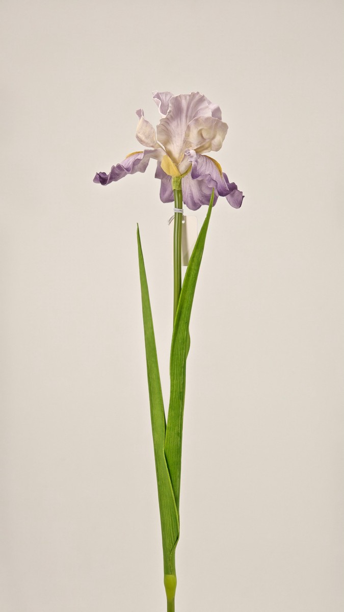 Ирис REN-209 фиолетовый   Интернет-магазин Feron Flower 