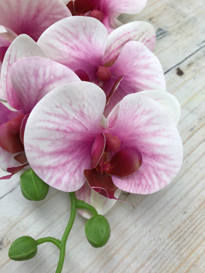 Орхидея GK186  Интернет-магазин Feron Flower 