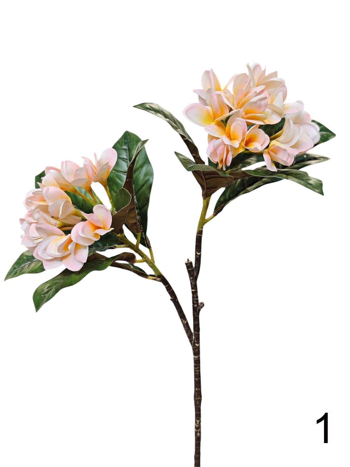 Плумерия MST19152  Интернет-магазин Feron Flower 