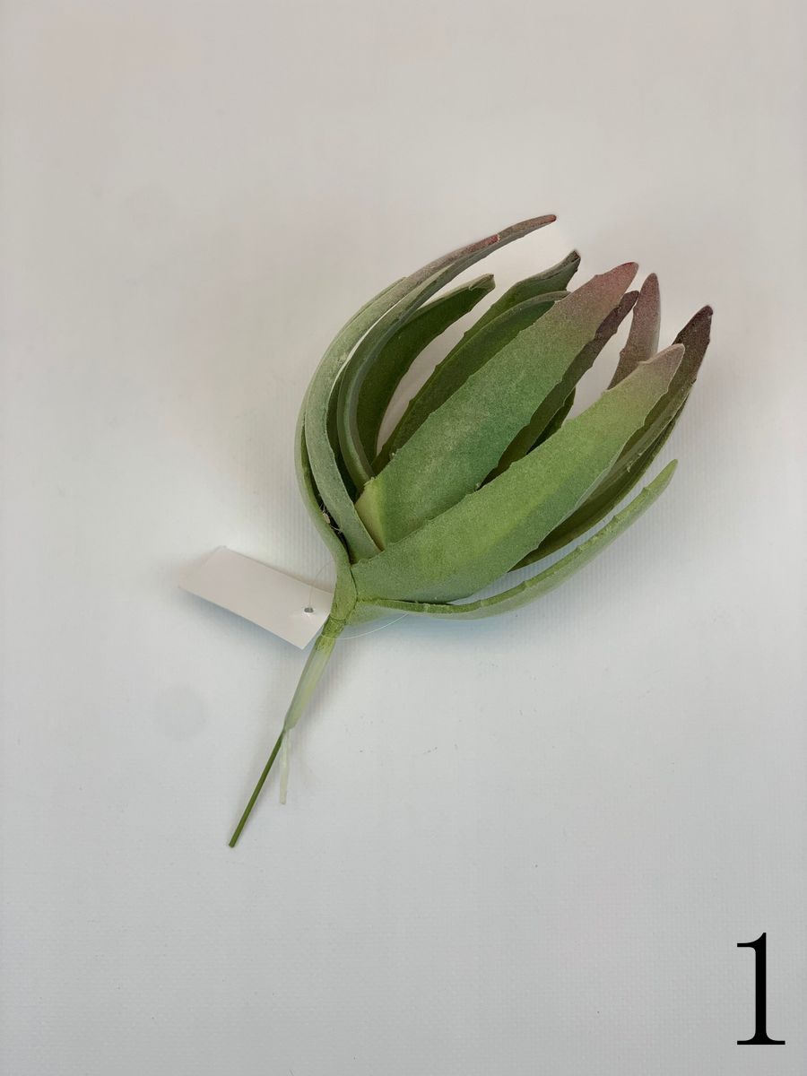Суккулент YD225  Интернет-магазин Feron Flower 