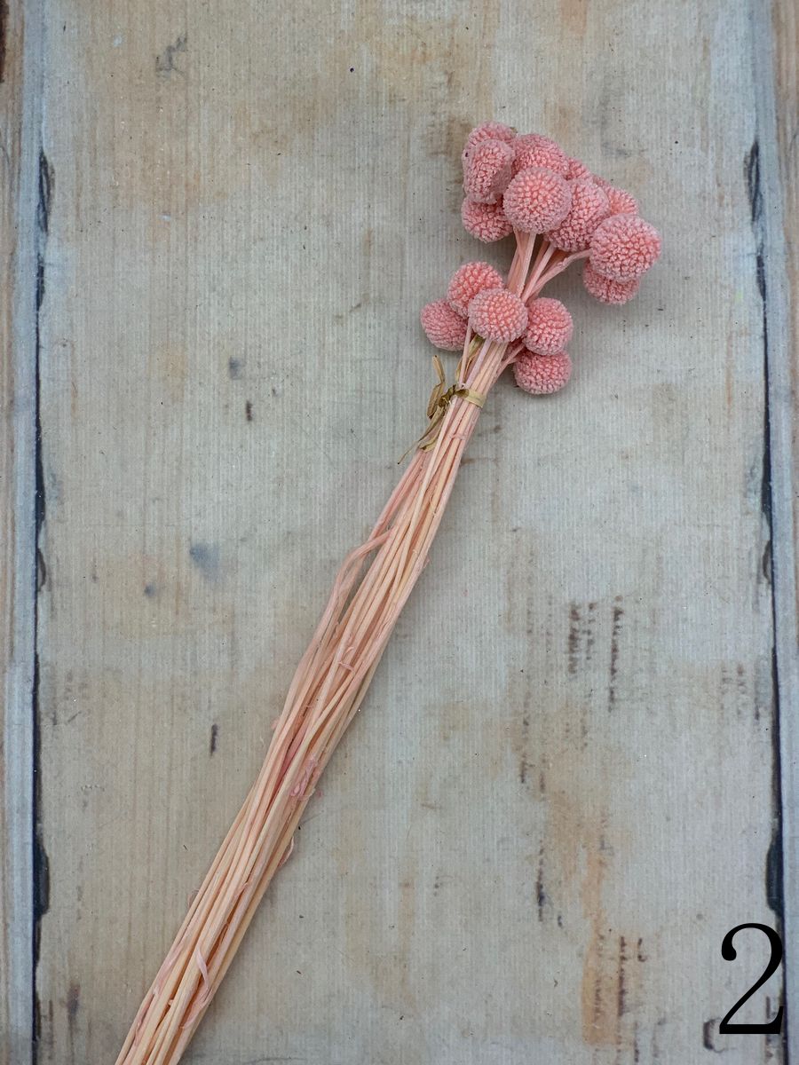 Краспедия сухоцвет 20 шт.  Интернет-магазин Feron Flower 