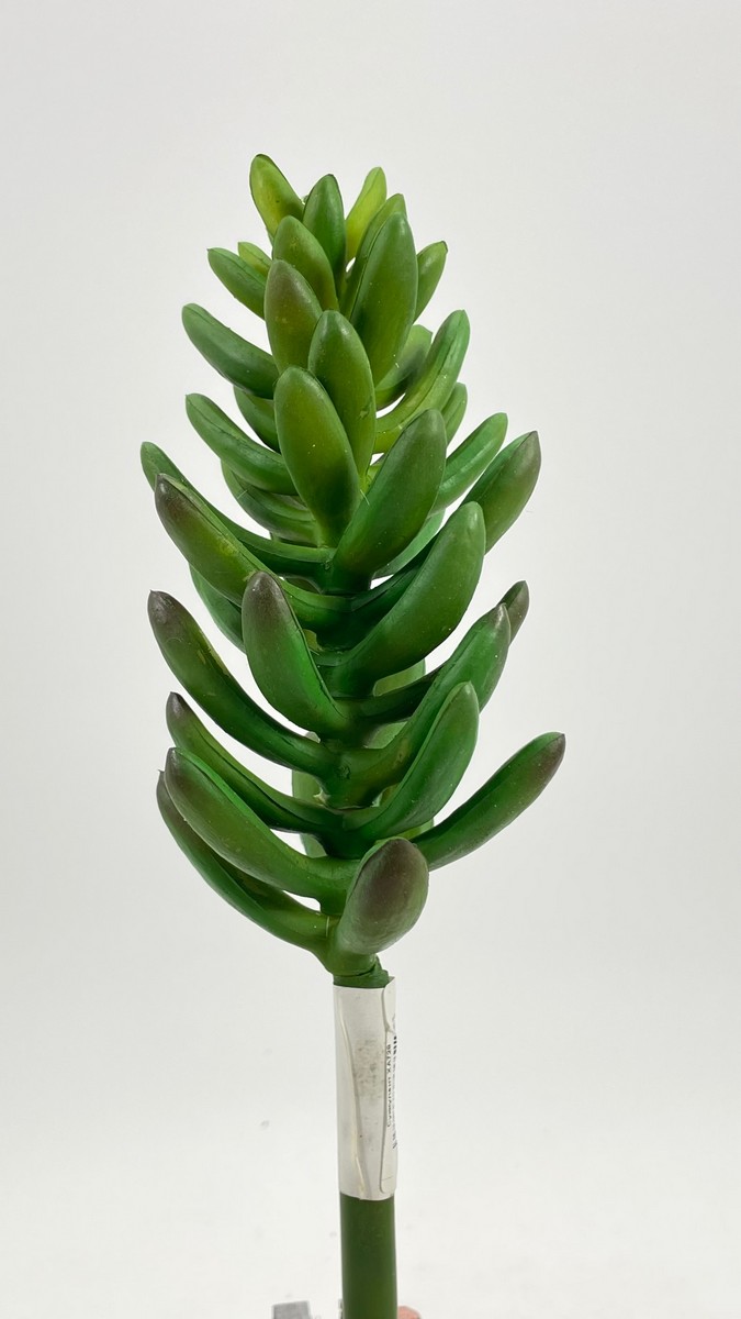 Суккулент XA728  Интернет-магазин Feron Flower 