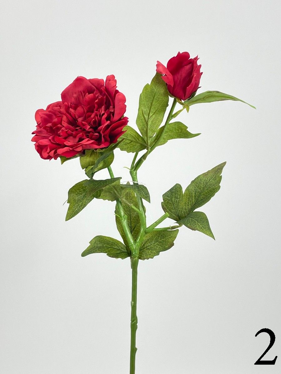 Пион PIO-111  Интернет-магазин Feron Flower 