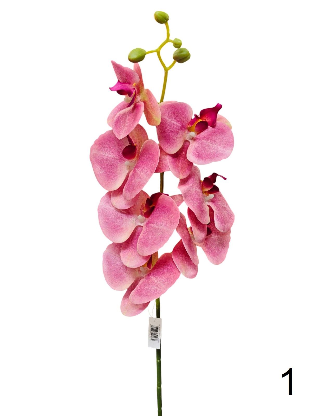 Орхидея ZB019  Интернет-магазин Feron Flower 