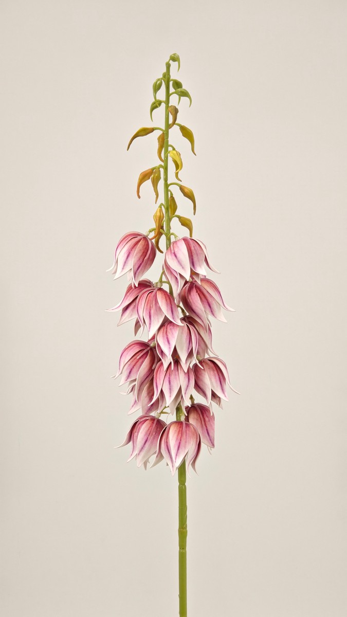 Алое ветка REN-238 розовый   Интернет-магазин Feron Flower 