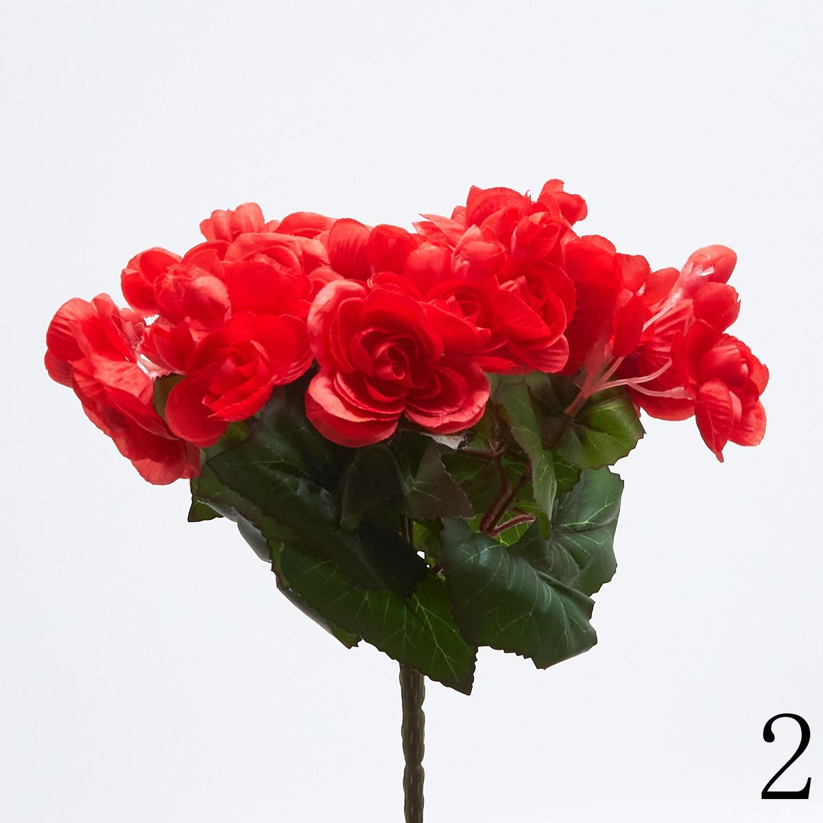Бегония бук 69411  Интернет-магазин Feron Flower 