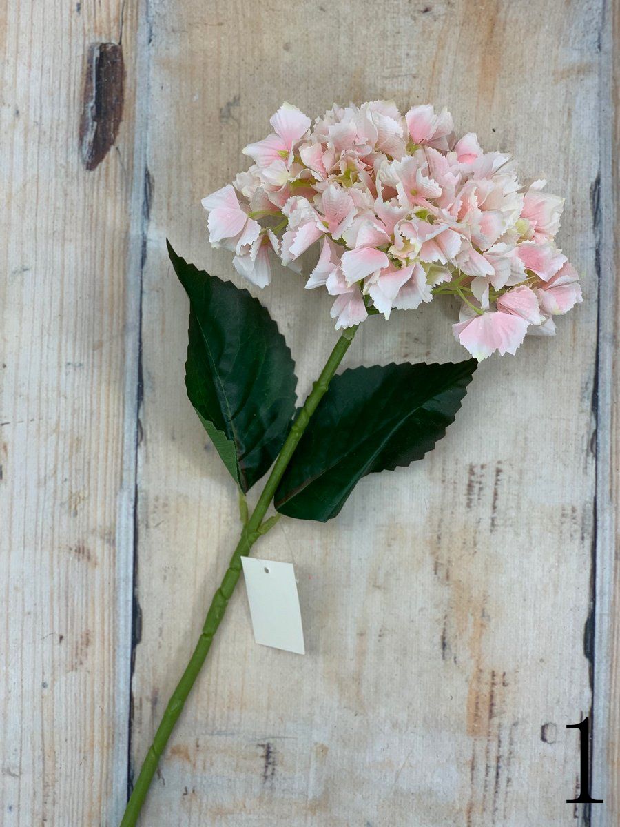 Гортензия K04077  Интернет-магазин Feron Flower 