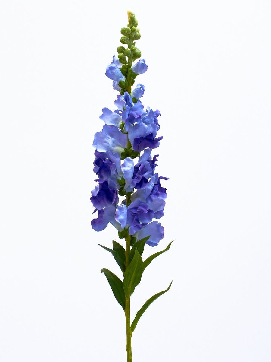 Дельфиниум SUN625  Интернет-магазин Feron Flower 