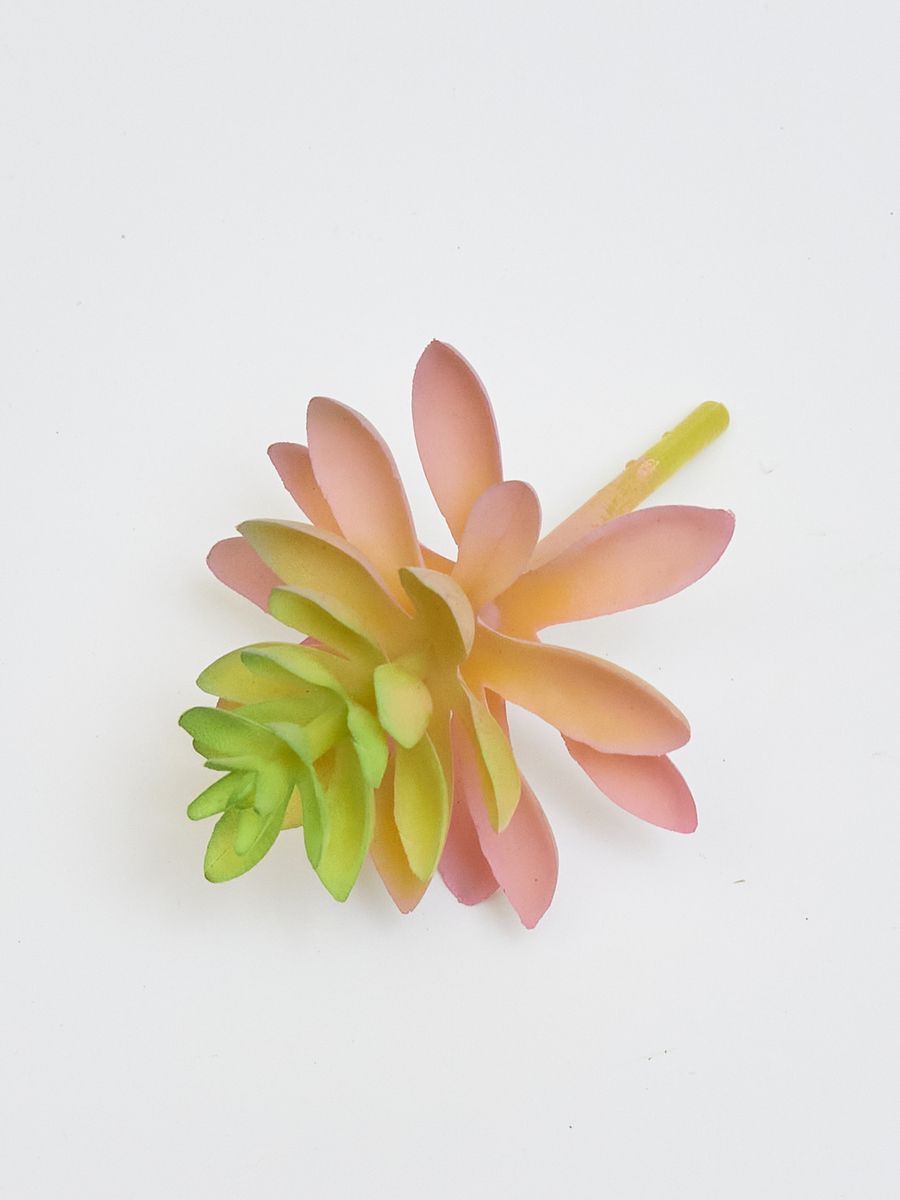 Суккулент 22KW730  Интернет-магазин Feron Flower 