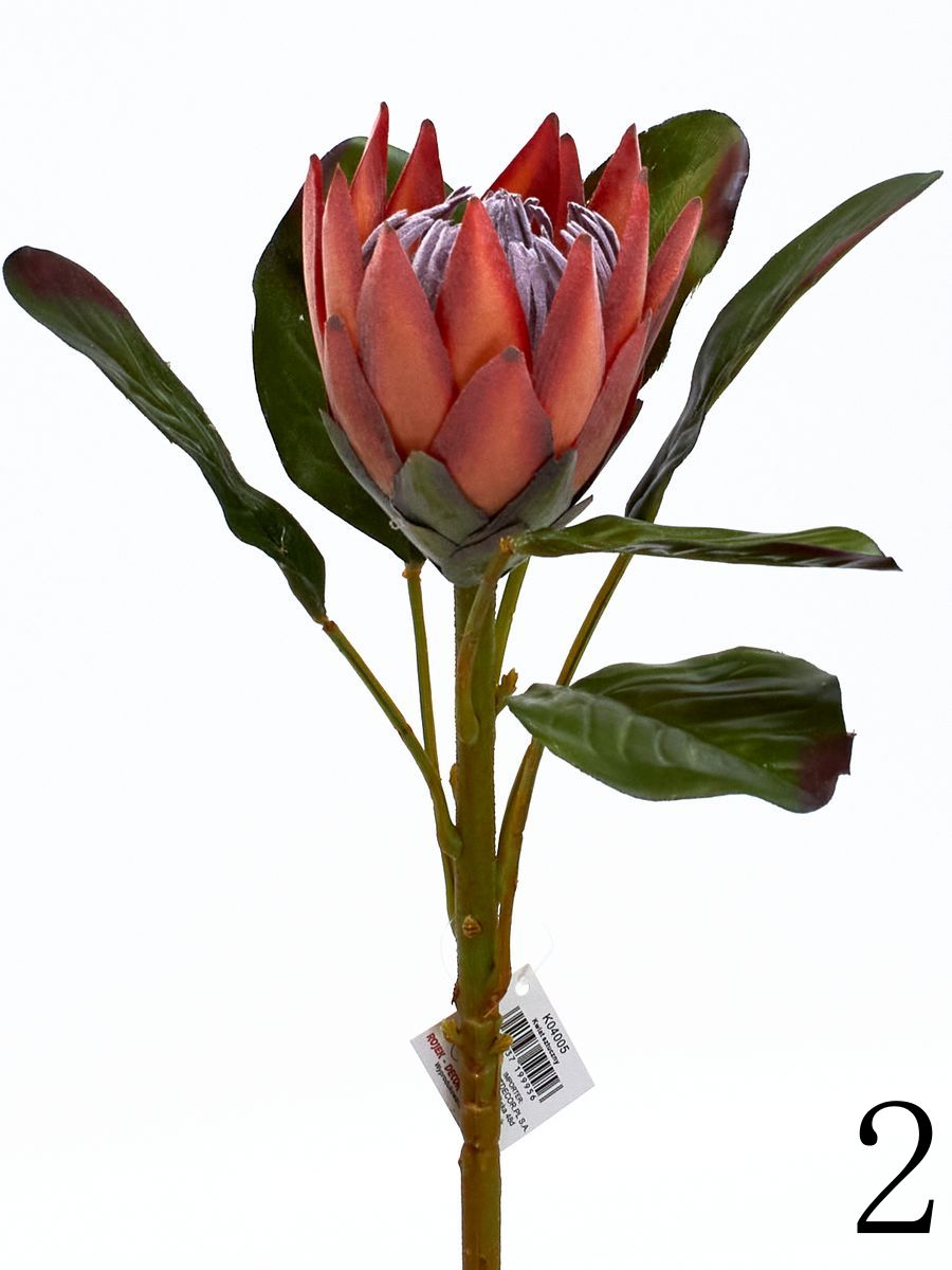 Протея K04005  Интернет-магазин Feron Flower 