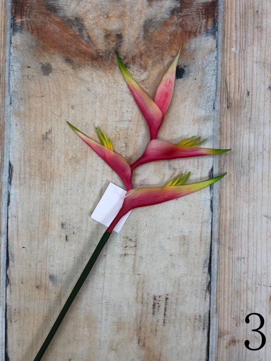 Геликония K03959  Интернет-магазин Feron Flower 